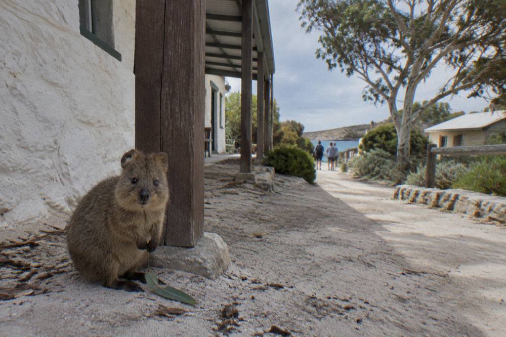 A quokka resting in leafy shade near a settlement path on Rottnest Island