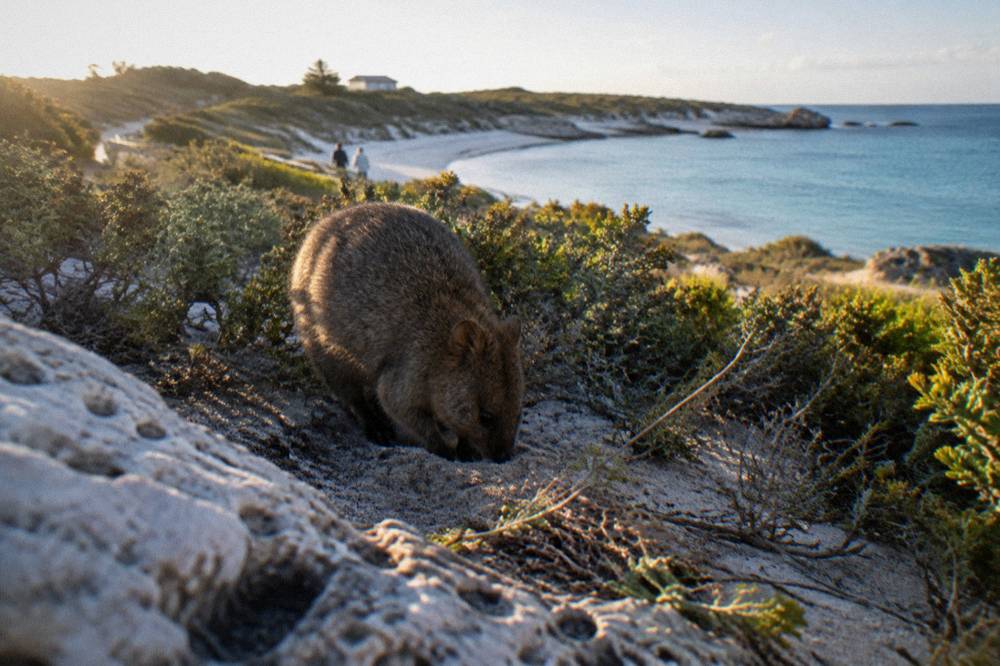 A quokka foraging in low coastal scrub at golden hour on Rottnest Island