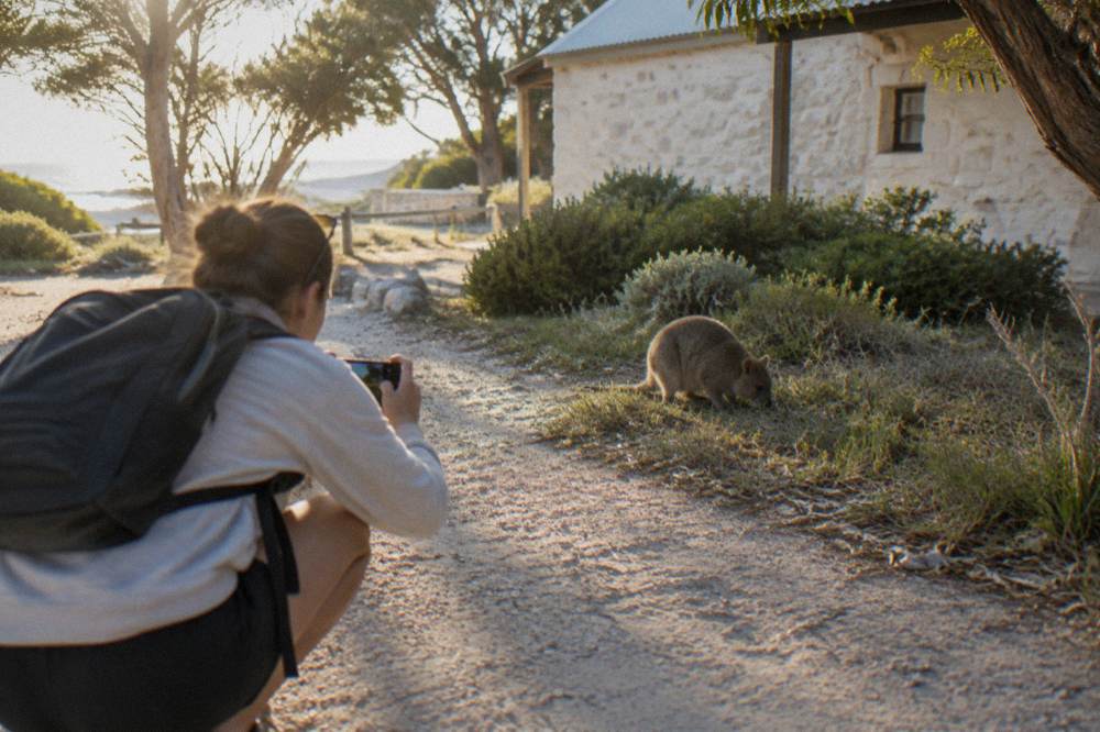 A visitor photographing a quokka from several metres away on a sandy path in Thomson Bay settlement