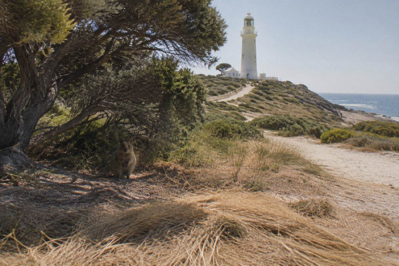 A quokka standing in dry grassland shade on Rottnest Island, seen from a distance