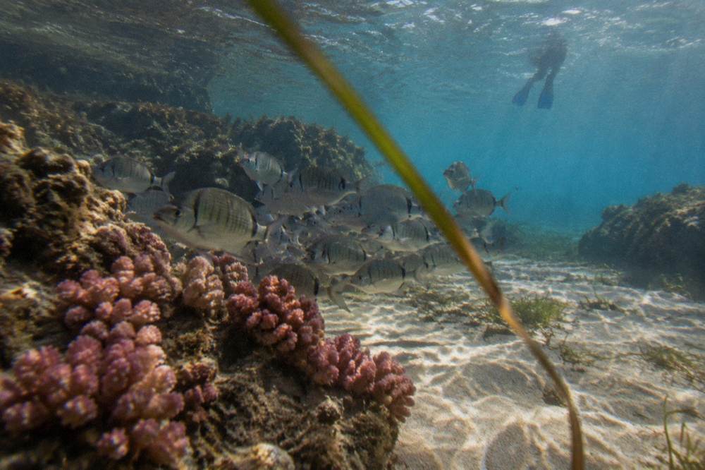 An underwater interpretive plaque on a sandy seabed surrounded by reef fish