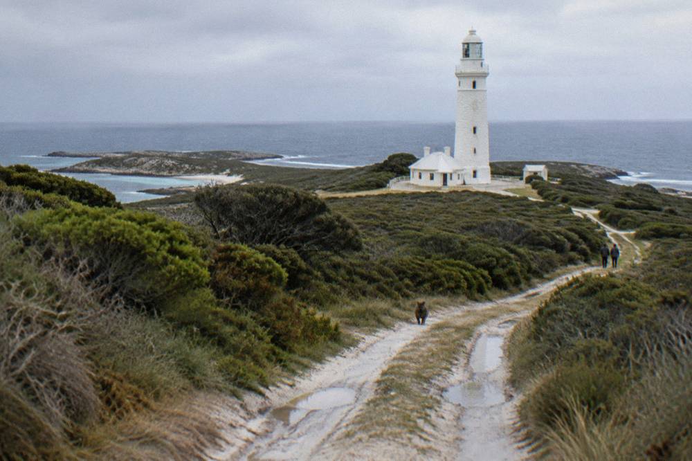 A quokka standing on a sandy path with dense coastal scrub behind it