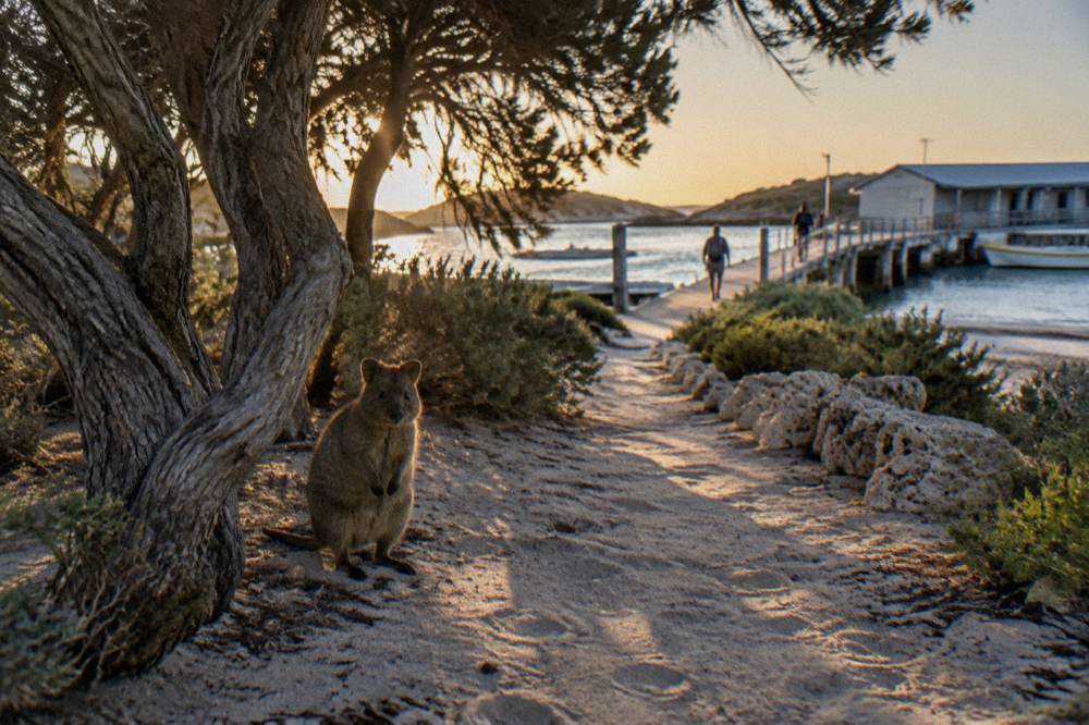 A quokka standing in dappled shade beside a sandy path at dusk