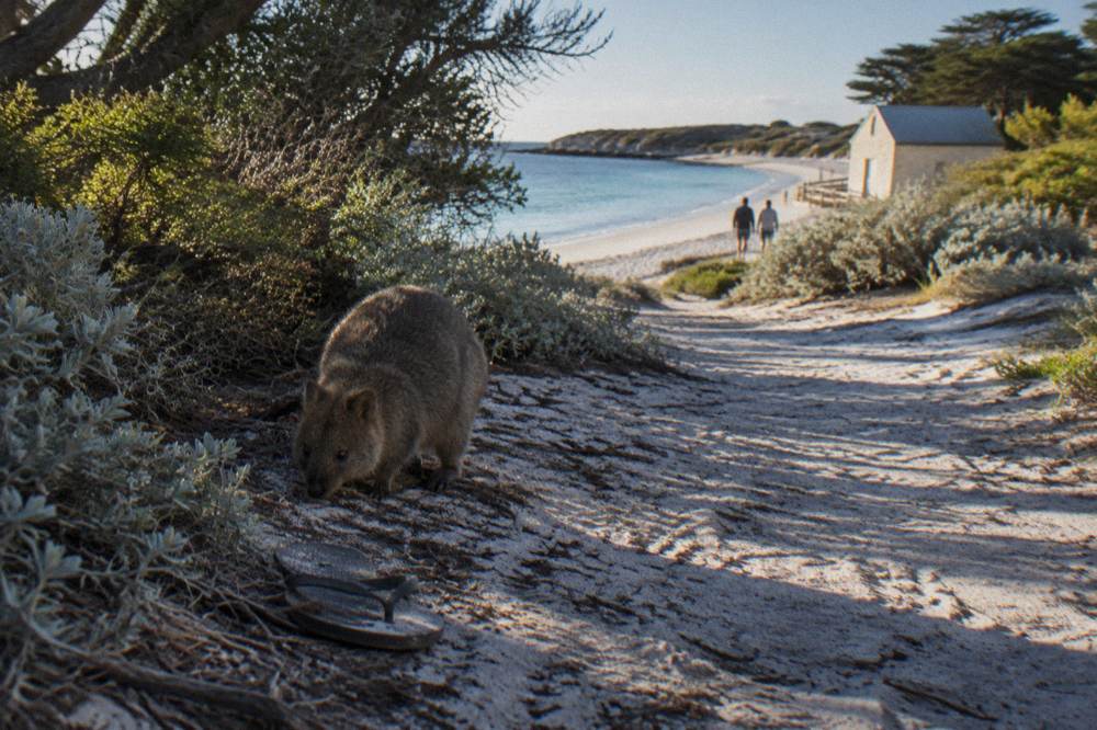 A quokka standing in dappled shade beside a sandy path with low coastal scrub