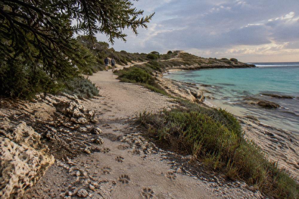 A walking path beside turquoise water on Rottnest Island with no people visible