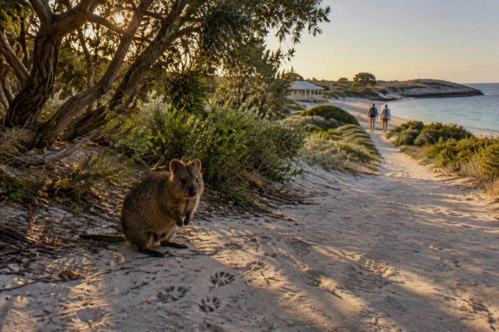 A quokka standing in dappled shade beside a sandy walking path