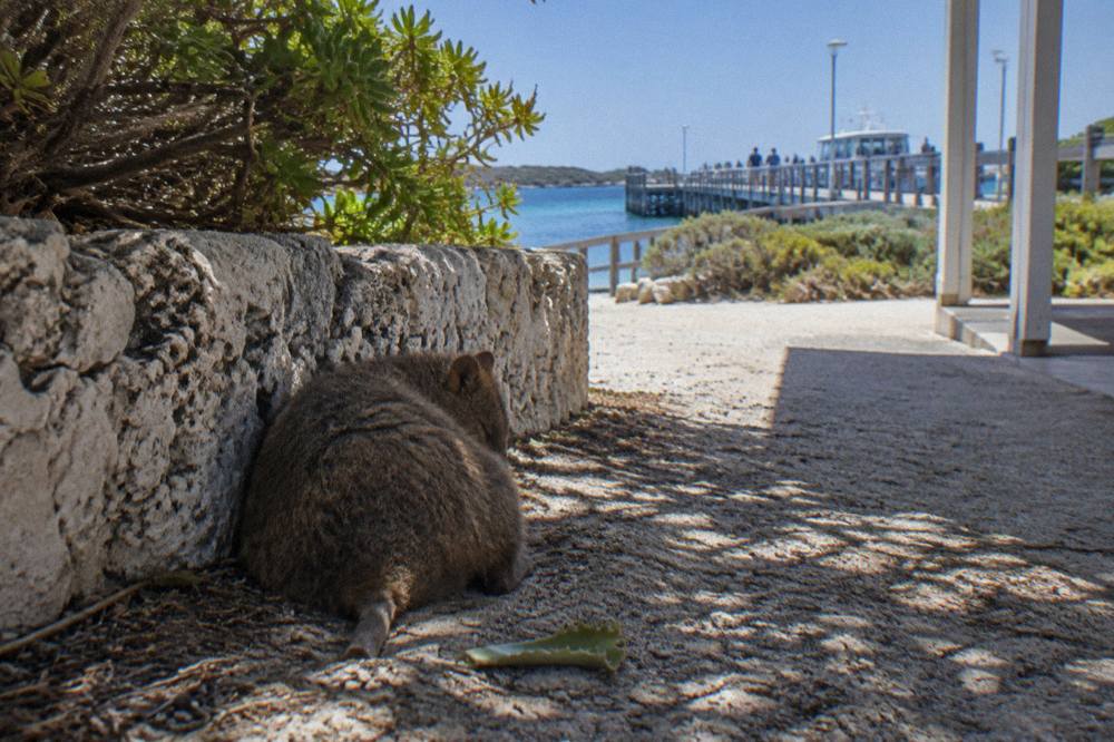 A quokka resting in shade near a low limestone wall close to the Thomson Bay settlement