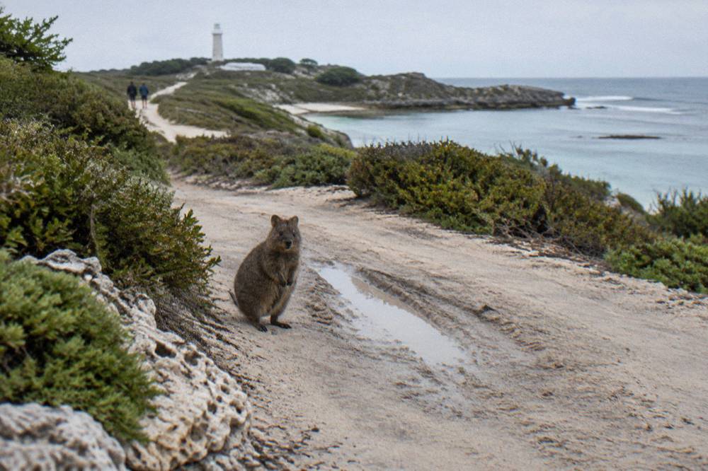 A quokka standing on a sandy path with low coastal scrub in soft morning light