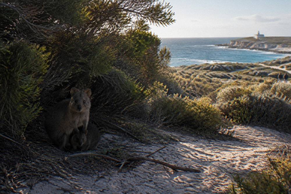 A quokka with a joey in shadow near thick coastal scrub