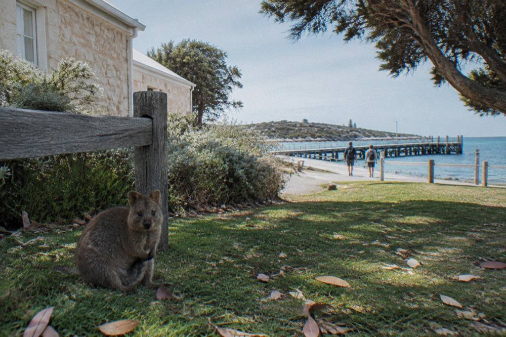 A quokka resting in shaded grass near wooden fencing in the Thomson Bay settlement