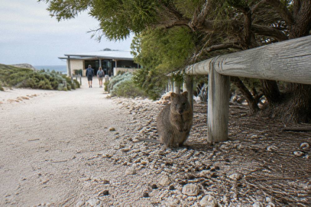 A quokka standing on a sandy path with wooden railings under coastal trees