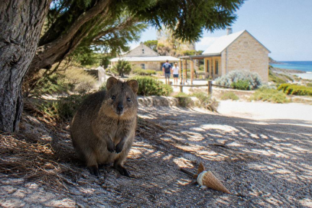 A quokka standing in dappled shade beside a sandy path lined with low coastal vegetation