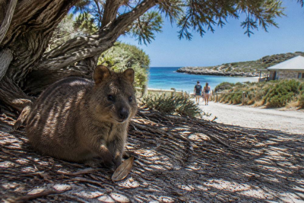 A quokka resting in deep shade under a low tea tree beside a sandy path