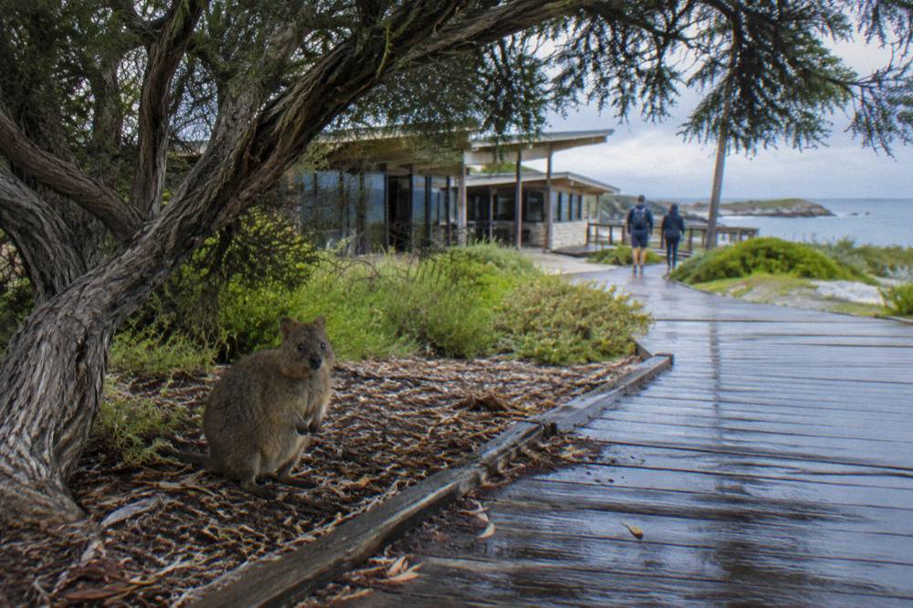 A quokka standing alert in dappled shade several metres from a timber boardwalk