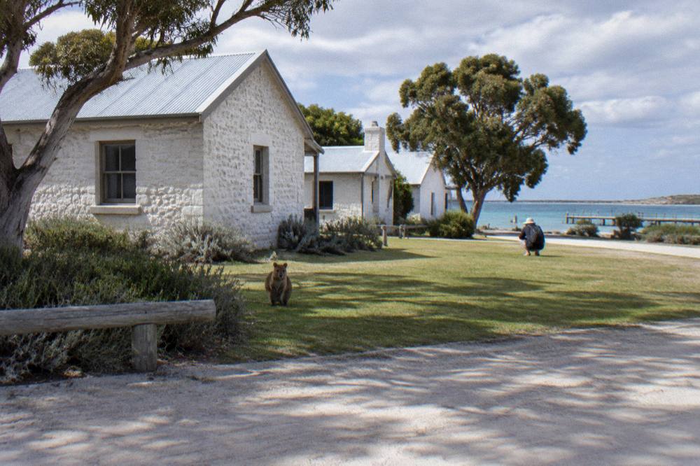 A quokka viewed from a distance standing on a mown lawn edge near heritage cottages
