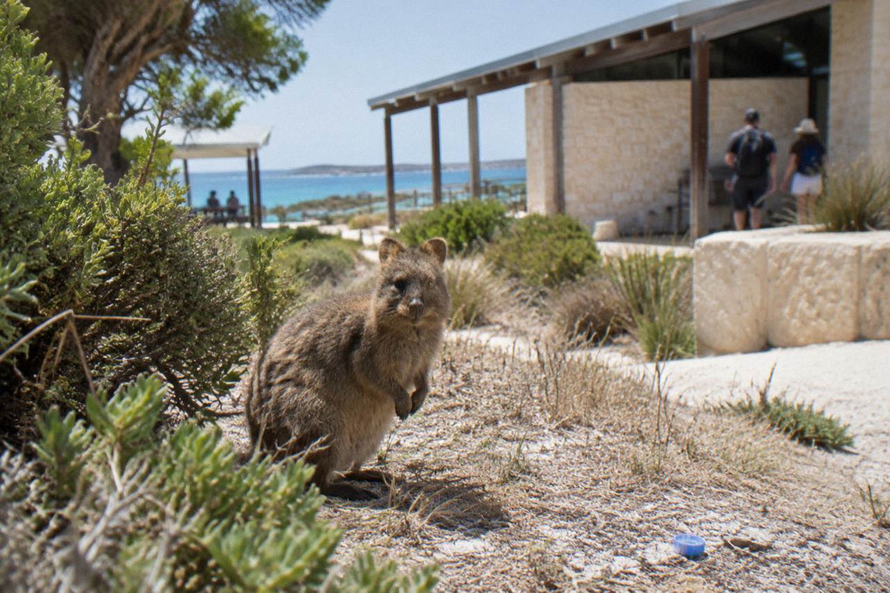 A quokka standing in dry grass beside a low coastal shrub on Rottnest Island