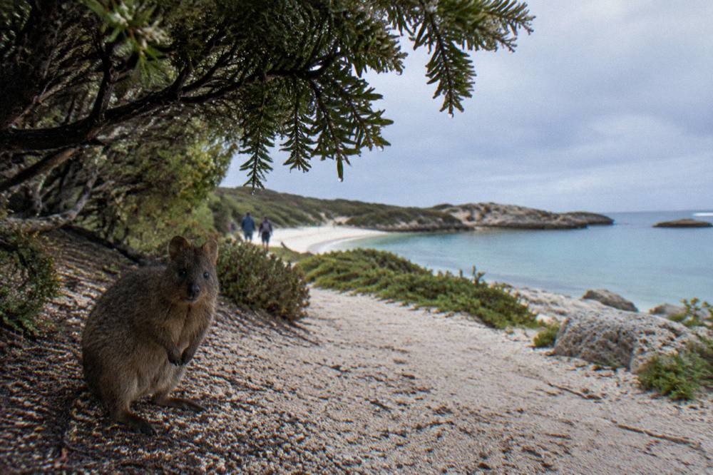 A quokka standing in dappled shade beside a sandy walking path lined with low shrubs