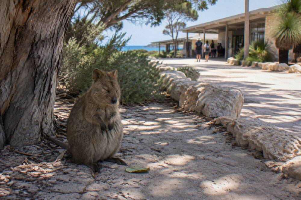 Quokka resting in shade beside a sandy path near the Thomson Bay settlement