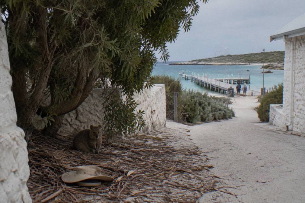 A quokka resting in leafy shade beside a sandy path near the Thomson Bay settlement