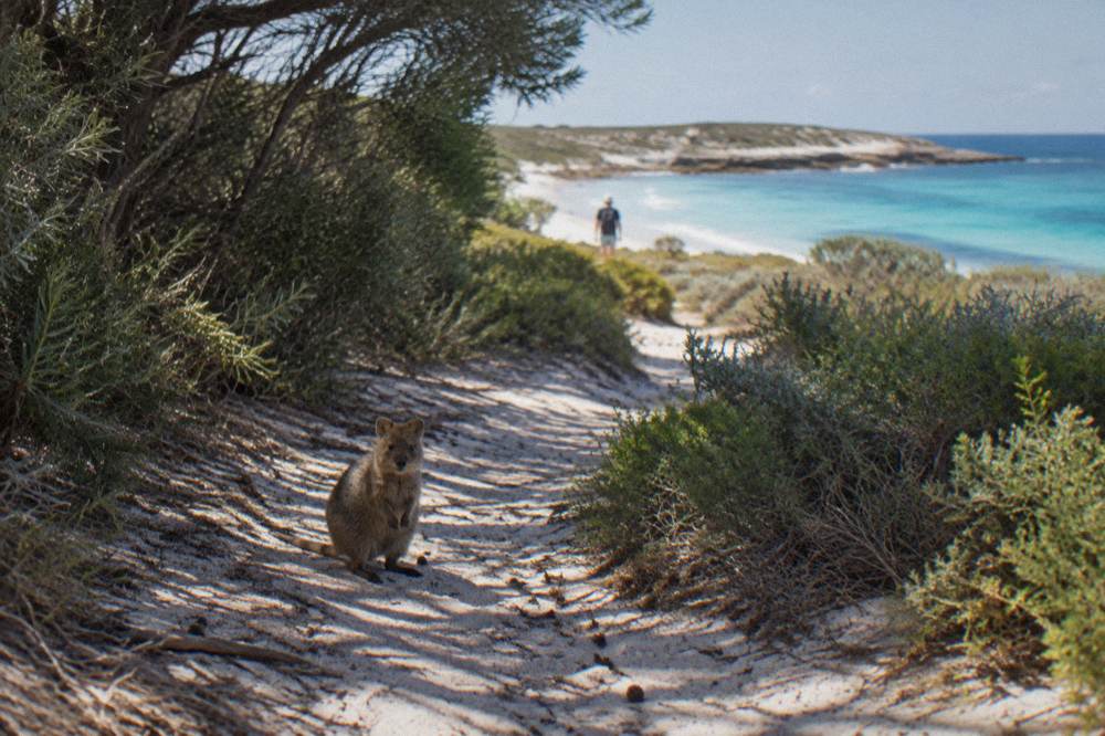 A quokka standing on a sandy walking path surrounded by low coastal scrub