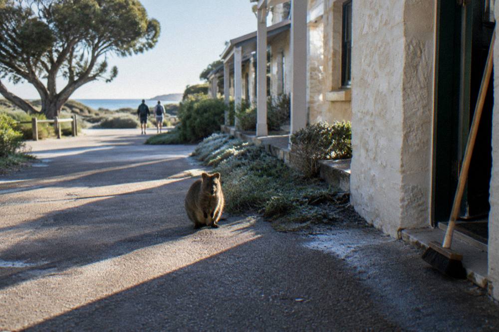 A quokka standing on a paved path near low white settlement buildings under a clear sky