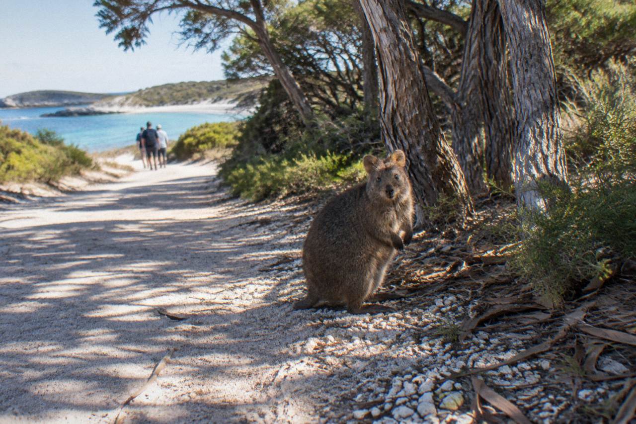 A quokka standing in leafy shade beside a sandy path on Rottnest Island