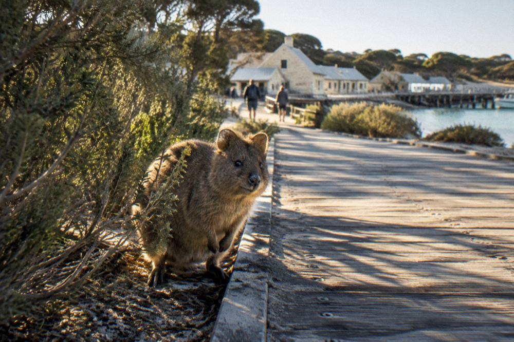 A small marsupial standing in leafy shade beside a wooden path edge