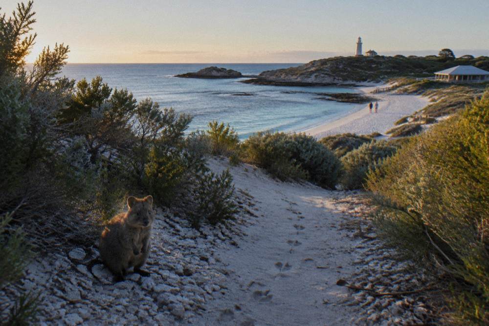 A quokka standing in shade beside a sandy path lined with low scrub