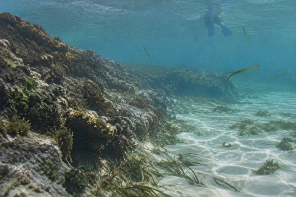 Underwater view of a snorkel trail plaque on a sandy reef seabed