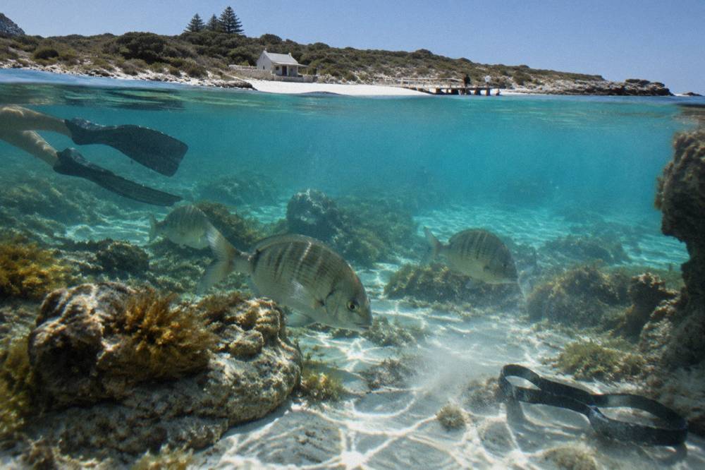 A group of snorkellers floating over a shallow coral reef in clear water